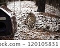 Stray cat outdoors in the snow in winter 120105831