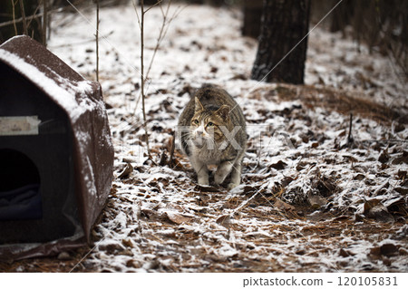 Stray cat outdoors in the snow in winter 120105831