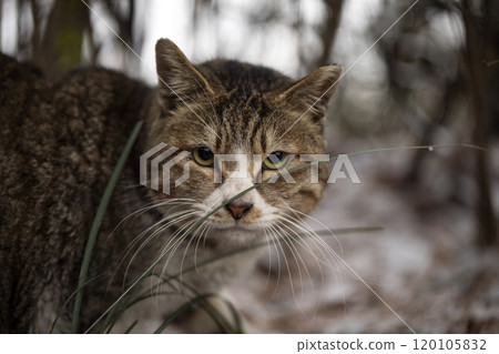 A portrait of stray cat outdoors in the snow in winter A portrait of stray cat outdoors in the snow in winter 120105832