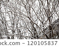 The snow on the branches 120105837