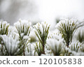Snow on the branches of pine 120105838
