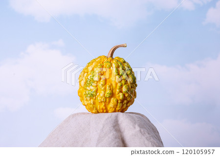 Pumpkin on a sky blue background , creative concept . View with copy space Pumpkin on a sky blue background , creative concept . View with copy space 120105957