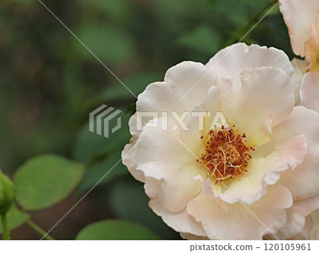 白玫瑰花 白玫瑰花 120105961