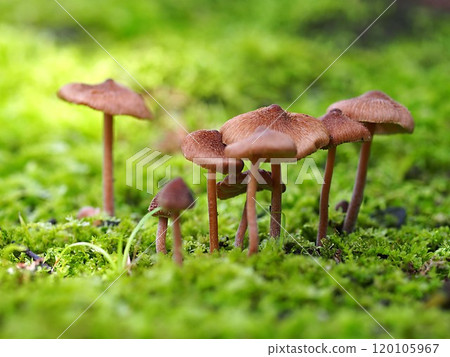 醋菇屬蘑菇生態照片 120105967