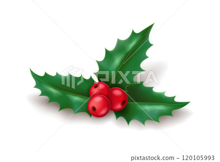 Festive holly branch with berries and leaves illustration 120105993