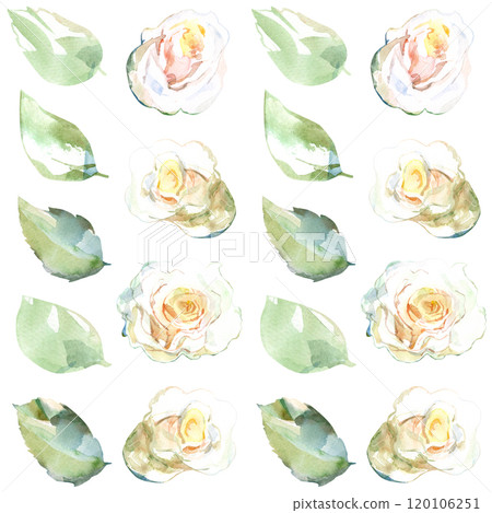 Seamless pattern of white roses with green leaves in collection garden flowers. Watercolor illustration in tape, ribbon, stripe for floral design of fabrics, towel, textile, weaving, wallpaper 120106251