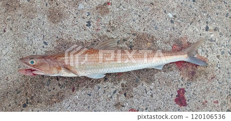 A lizardfish chasing a small fish at high speed A lizardfish chasing a small fish at high speed 120106536
