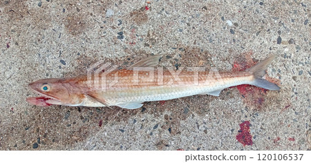 Fish eater lizardfish Fish eater lizardfish 120106537