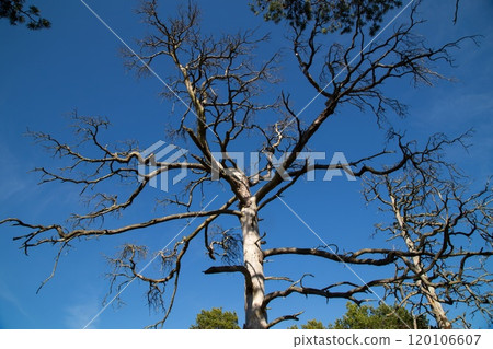 Old tree at Kallgatburg, nature reserve on northern Gotland, Sweden. 120106607