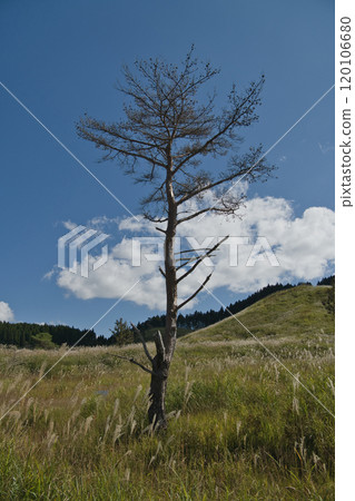 遠峰高原,關西主要的蒲葦群落之一 遠峰高原,關西主要的蒲葦群落之一 120106680