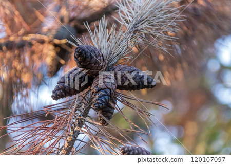 An image of a pine cone, also known as a pine cone, shining in the morning sun [cone] 120107097