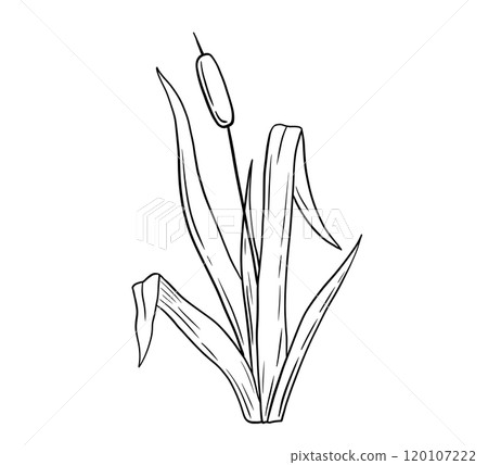 Outline reed plant, wetland cattail, lake grass, hand drawn doodle isolated illustration Outline reed plant, wetland cattail, lake grass, hand drawn doodle isolated illustration 120107222
