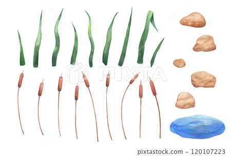 Watercolor reed in water, wetland cattail, lake grass, hand drawn isolated illustrations set Watercolor reed in water, wetland cattail, lake grass, hand drawn isolated illustrations set 120107223