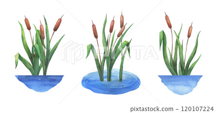 Watercolor reed in water, wetland cattail, lake grass, hand drawn isolated illustrations set 120107224
