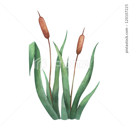 Watercolor plant reed, wetland cattail, lake grass, hand drawn isolated illustration 120107225