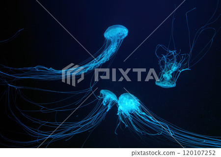 Group of Atlantic sea nettle jellyfish floating in illuminated aquarium with neon light Group of Atlantic sea nettle jellyfish floating in illuminated aquarium with neon light 120107252