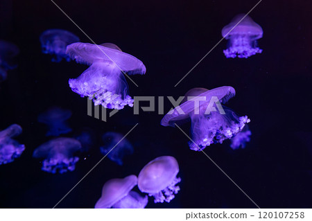 Mediterranean jellyfish, fried egg, Cotylorhiza tuberculata, swim in aquarium with neon light 120107258