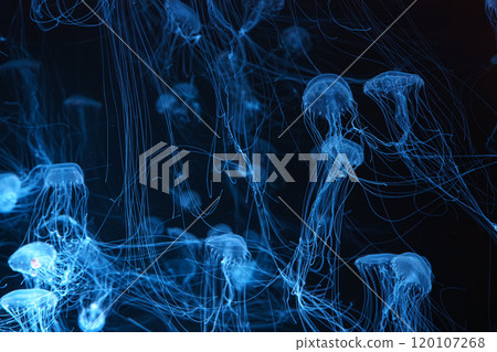 Group of Atlantic sea nettle jellyfish floating in illuminated aquarium with blue neon light Group of Atlantic sea nettle jellyfish floating in illuminated aquarium with blue neon light 120107268