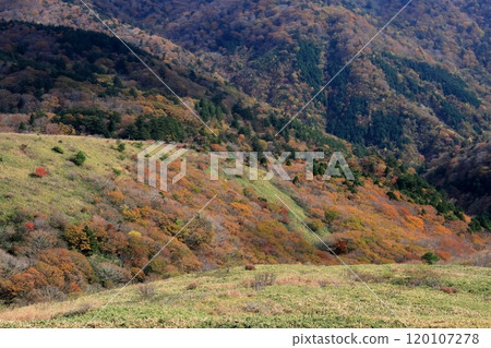Okawamine: Autumn leaves coloring the slopes (Shikoku Karst, Ehime Prefecture) 120107278
