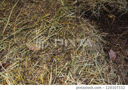 Composting with animal waste 120107332