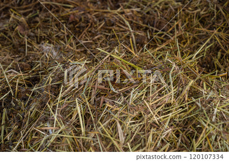 用動物糞便製作堆肥 120107334