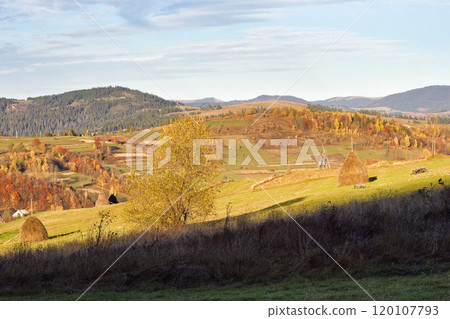 mountainous rural landscape in autumn. yellow tree and haystack on the grassy hill. sunny afternoon. beautiful countryside scenery of ukraine in fall season mountainous rural landscape in autumn. yellow tree and haystack on the grassy hill. sunny afternoon. beautiful countryside scenery of ukraine in fall season 120107793