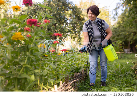 Mature woman applying insecticide on vegetables in backyard garden Mature woman applying insecticide on vegetables in backyard garden 120108026