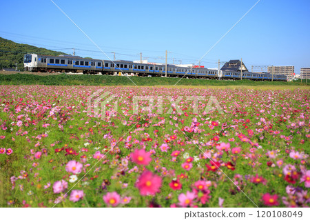 Cosmos field and renewed 811 series train (JR Kyushu) 120108049