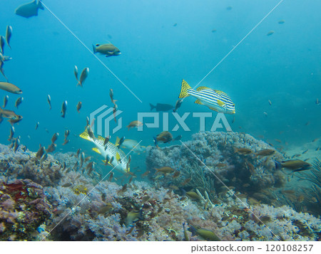 Oriental sweetlips, or oriental blubber lips, is a species of marine ray-finned fish Oriental sweetlips, or oriental blubber lips, is a species of marine ray-finned fish 120108257