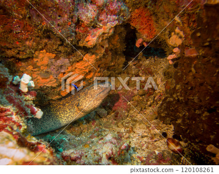 Yellowmargin Moray Eel or Gymnothorax flavimarginatus in a coral reef in Puerto Galera, Philippines Yellowmargin Moray Eel or Gymnothorax flavimarginatus in a coral reef in Puerto Galera, Philippines 120108261