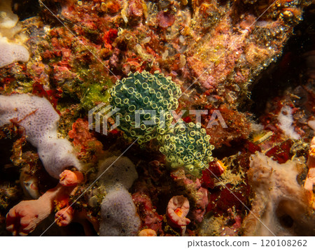 Green Ascidians, similar to a cactus in a beautiful tropical reef Green Ascidians, similar to a cactus in a beautiful tropical reef 120108262