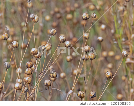 Dry seed capsules of flax or linum usitatissimum closeup in the field 120108395