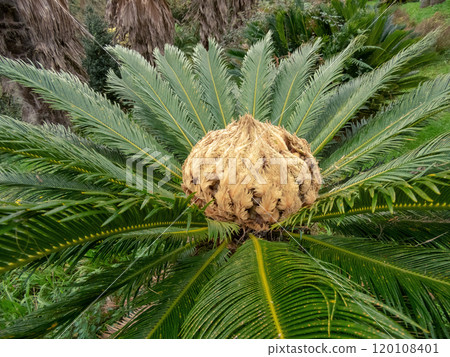 Cycas revoluta,sotetsu, sago palm, king sago, sago cycad or Japanese sago palm plant 120108401