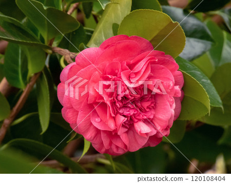 Camellia japonica,common camellia or Japanese camellia pink flower 120108404