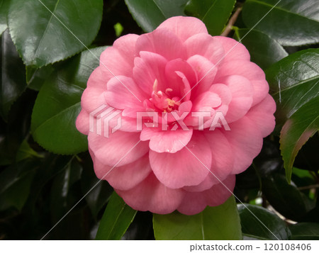 Camellia japonica,common camellia or Japanese camellia pale pink flower 120108406