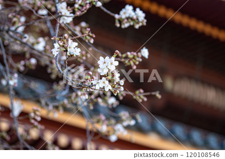 Cherry blossoms in the temple Cherry blossoms in the temple 120108546