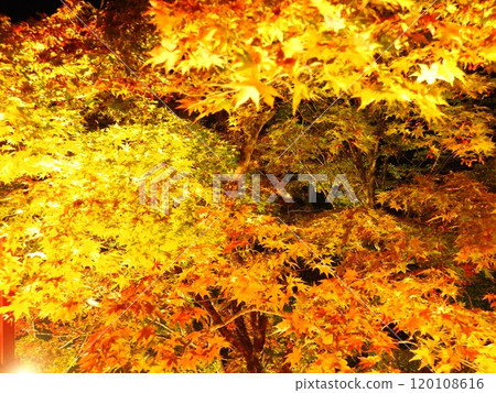 Image material of autumn leaves lit up 120108616