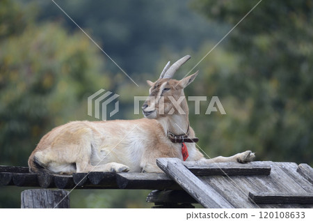 Goat  120108633