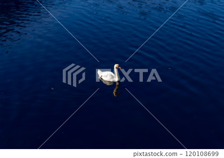 Swans: Whooper swans at Imuta Pond in Imuta, Kidoin Town, Satsumasendai City Swans: Whooper swans at Imuta Pond in Imuta, Kidoin Town, Satsumasendai City 120108699