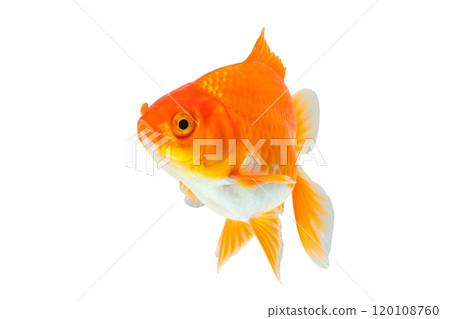 Oranda goldfish isolated on white background close up Oranda goldfish isolated on white background close up 120108760