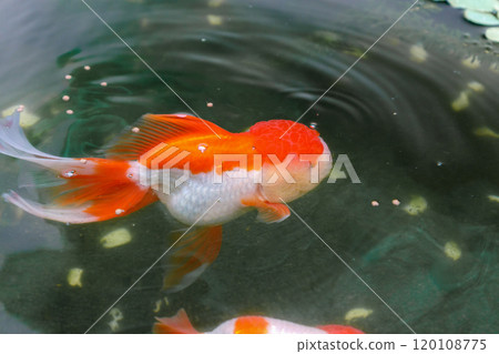 Goldfish in aquarium fish pond close up Goldfish in aquarium fish pond close up 120108775