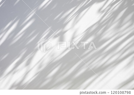 Abstract natural tree leaves shadow on white wall background 120108798
