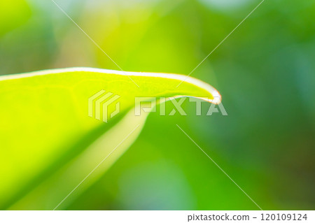 Natural plant green leaf in garden with bokeh background 120109124