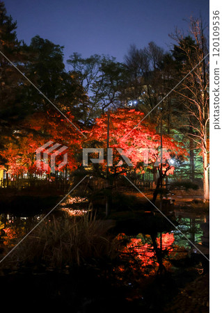 Autumn leaves lighted up Autumn leaves lighted up 120109536