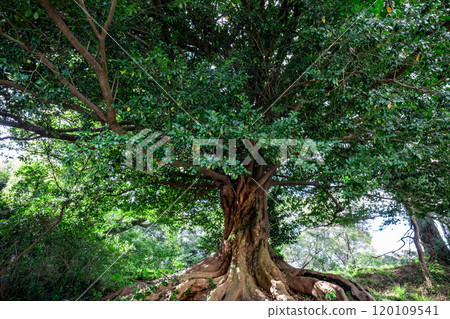 A giant tree in a mysterious and beautiful forest 120109541