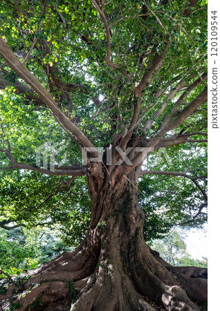 A giant tree in a mysterious and beautiful forest A giant tree in a mysterious and beautiful forest 120109544