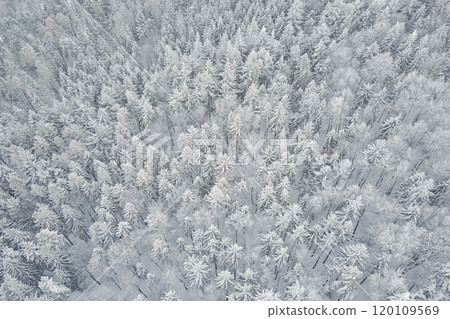 Top view of snowy forest. Winer landscape with pine trees covered in snow, aerial view 120109569