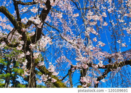Kyoto Imperial Palace: Itozakura (weeping cherry tree) at the site of the Konoe residence (Kamigyo Ward, Kyoto City, Kyoto Prefecture) 120109691