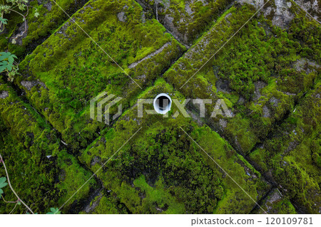 The beauty of moss-covered concrete: a landscape created by time 120109781