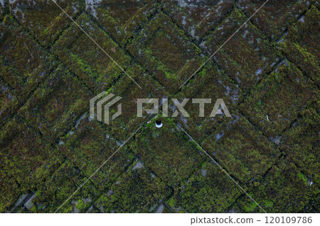 The beauty of moss-covered concrete: a landscape created by time 120109786